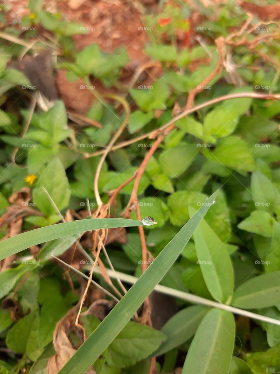grass