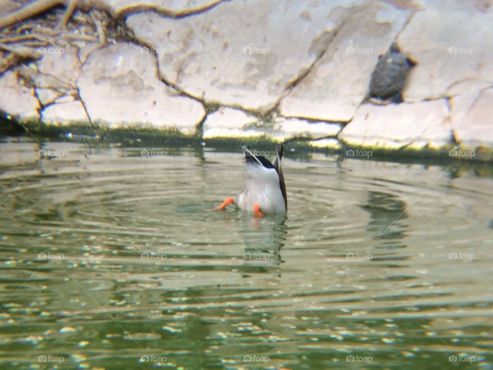 Un pato asomándose al fondo del agua