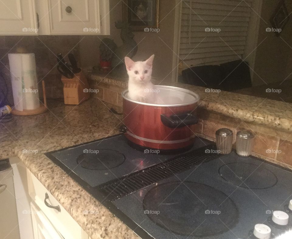 Slow cooking kitty