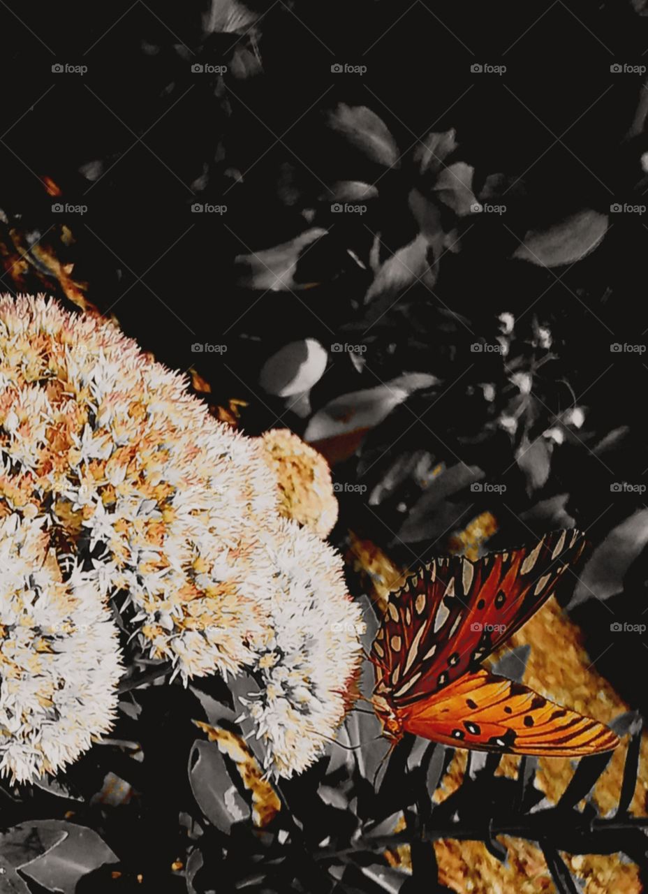 color vs black and white colorful butterfly black and white background