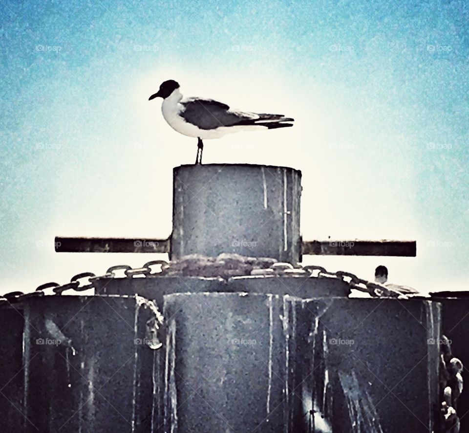 Seagull in Port Aransas, Texas. 