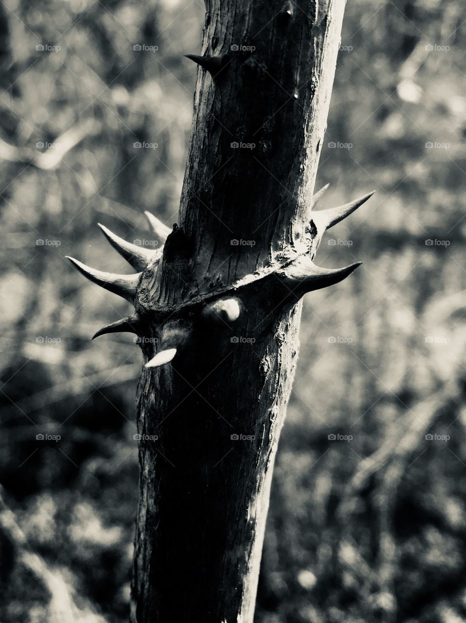 Black and white macro of Devil’s Walkingstick or Hercules’ Club along a trail at Yates Mill Park in Raleigh North Carolina, Triangle area, Wake County.