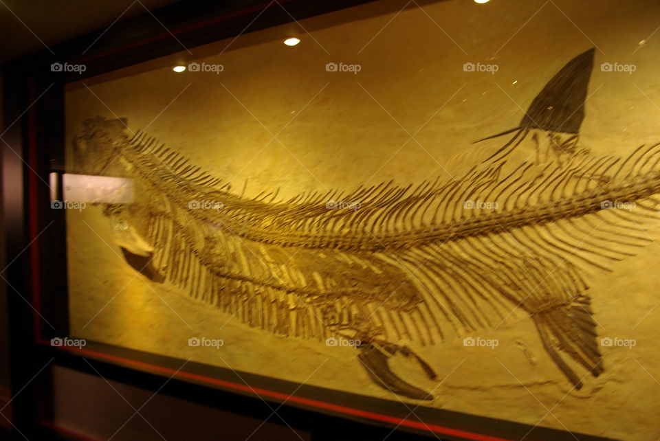 Xiphactinus Prehistoric Fish Skeleton at the Royal Tyrrell Museum 