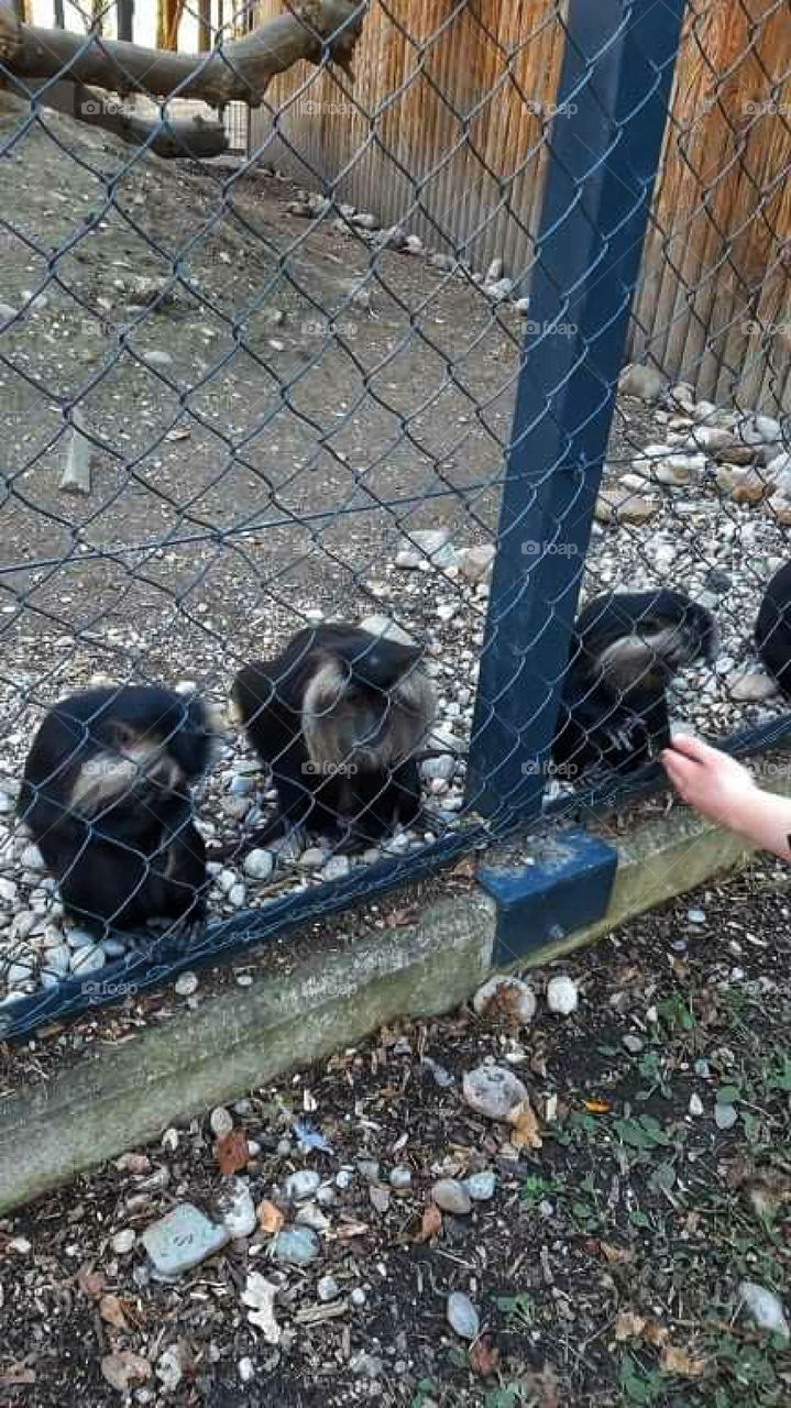 Monkeys stick together