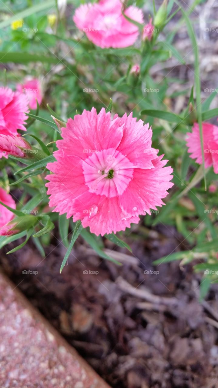 Zombie Flower. Flowers die and come back to life over and over.