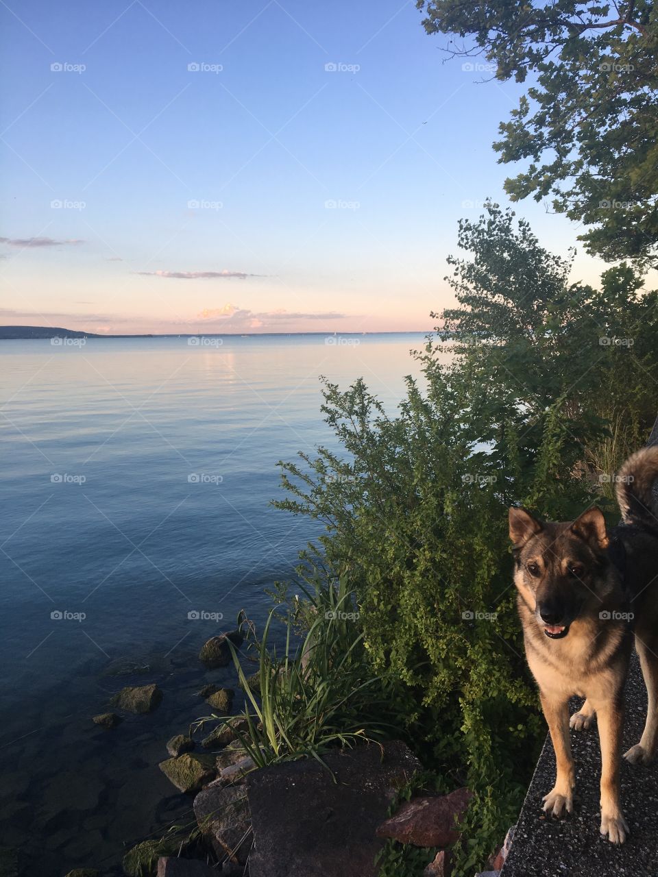 Dog  Holiday at the  Balaton lake