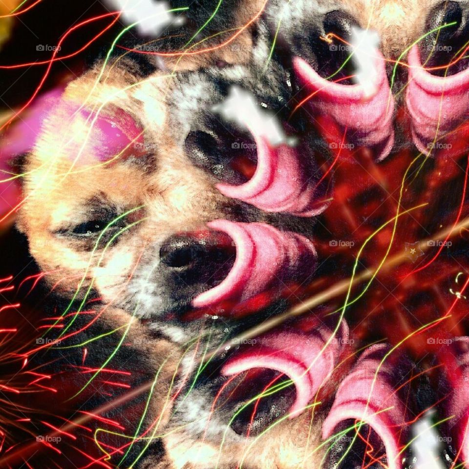 dog licking mose photoshopped odd eerie weird strange