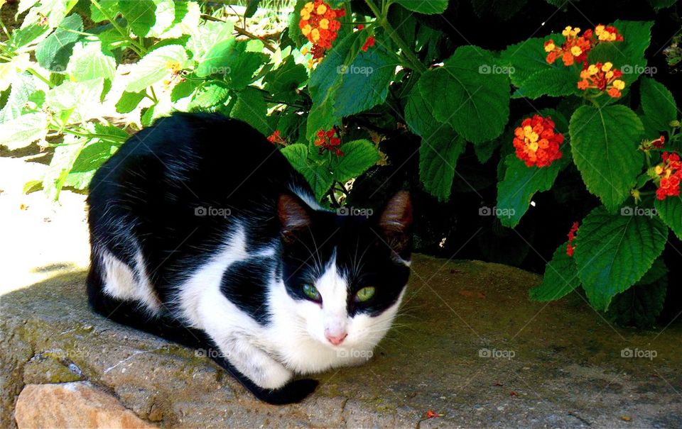 Kitty cat in the garden