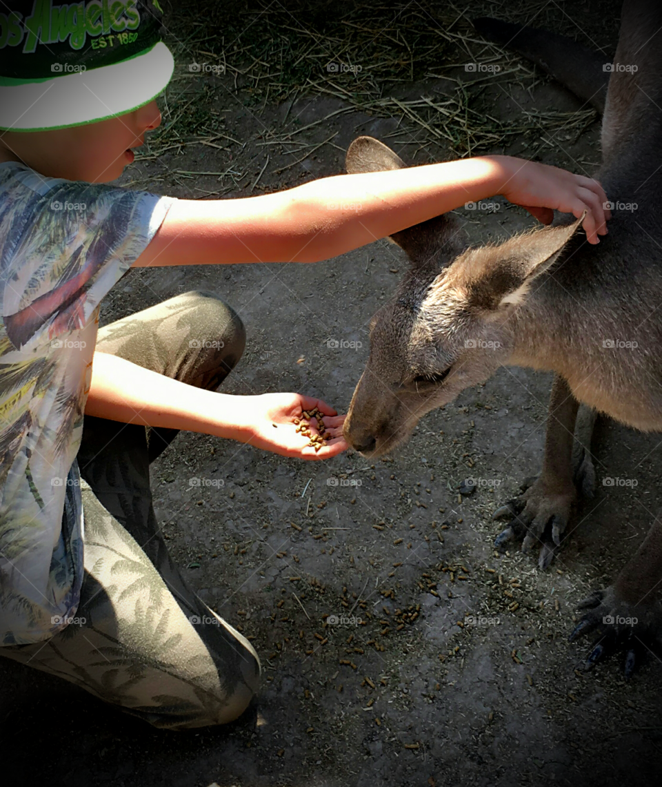 Feeding a kangaroo