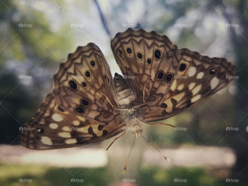 Looking at the under wings of a Tawny Emporer Butterfly hanging on to a window