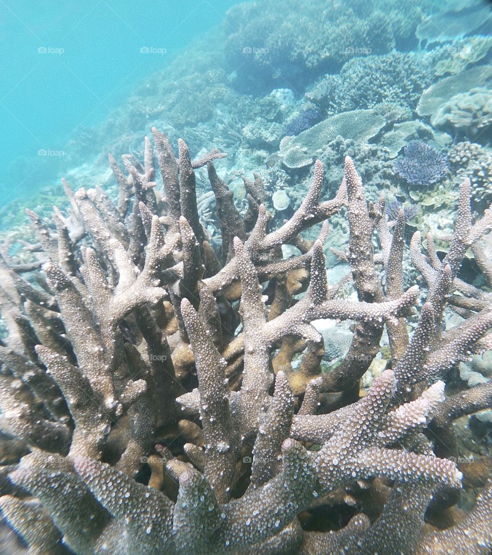 Coral Reef, Raja Ampat