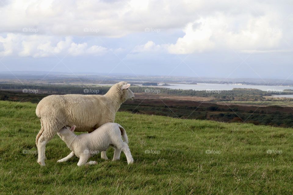Lamb and its mom 