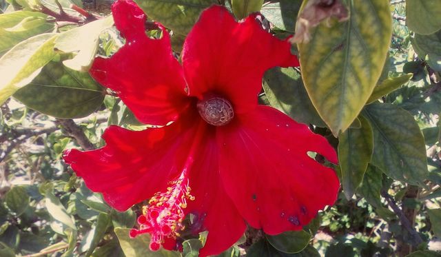 Closeup of red blooming Hibiscus tropical flower outdoors with one snail inside