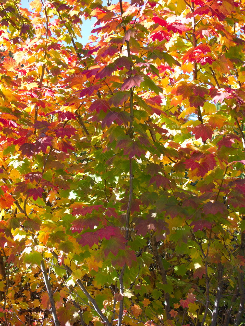 Brilliant maple leaves in their fall colors of red, orange, yellow, gold, and green on a sunny day in the mountains of Western Oregon. 