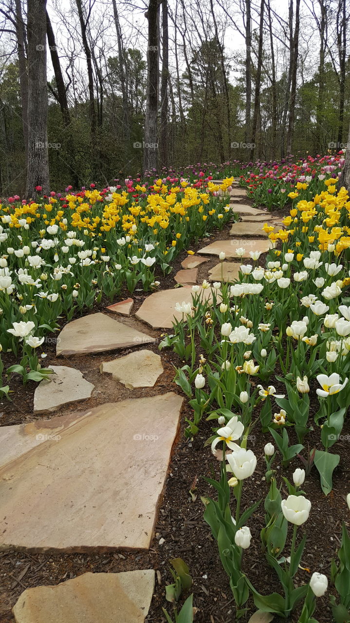 path rocks White green garden yard Bloom blossom nature