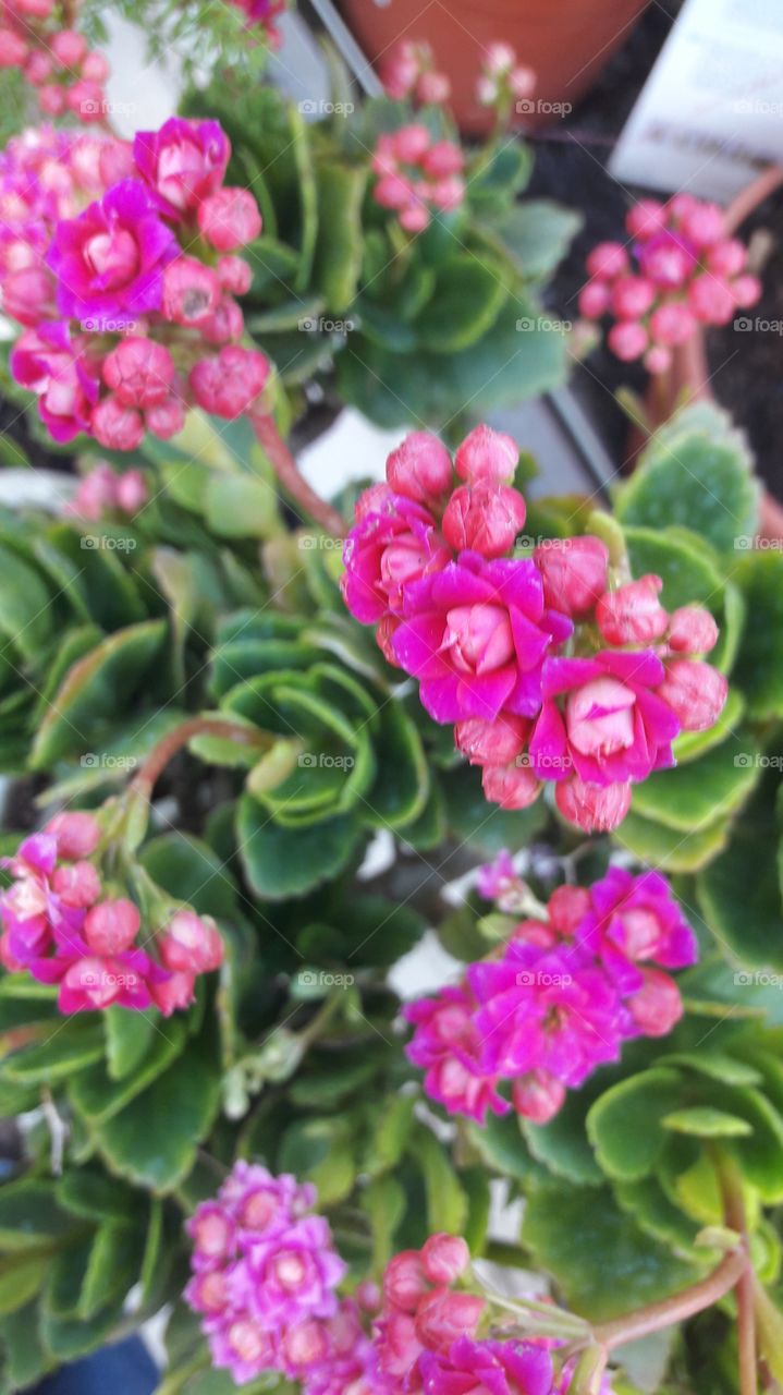 crasa. Kalanchoe