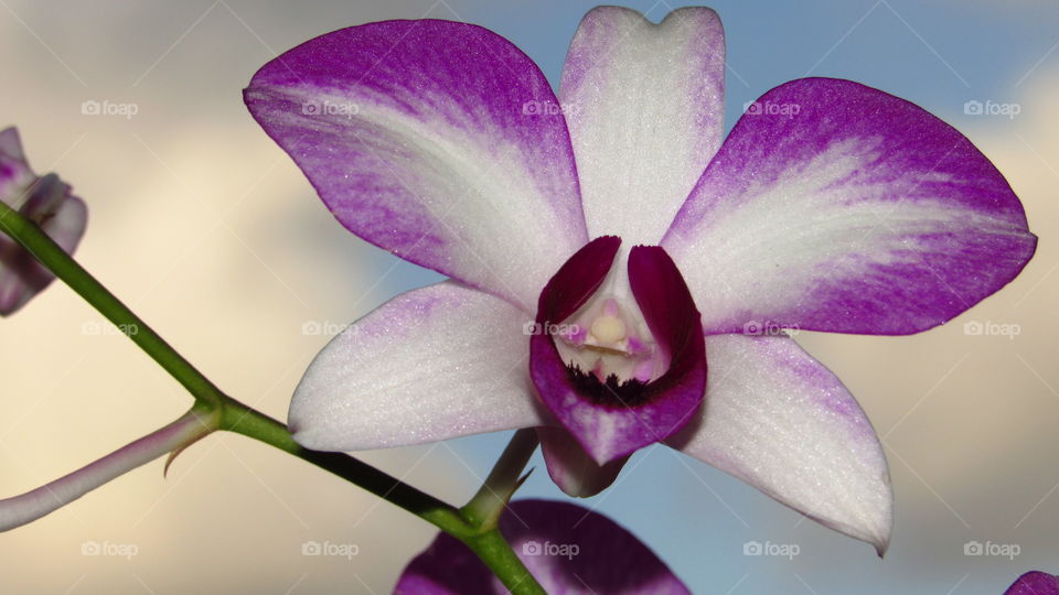 orchid daytime
