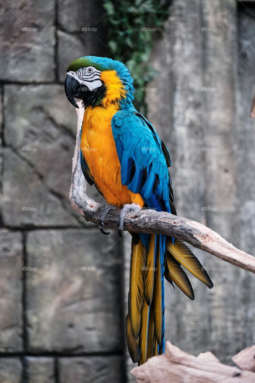 beautiful parrot