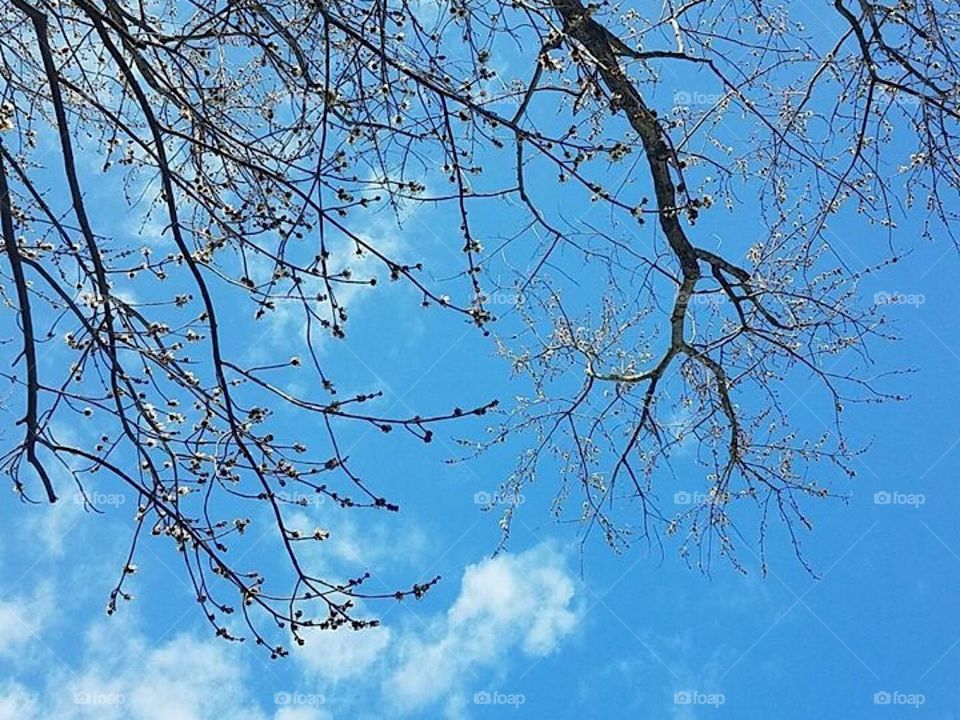 Budding tree in a winter sky 