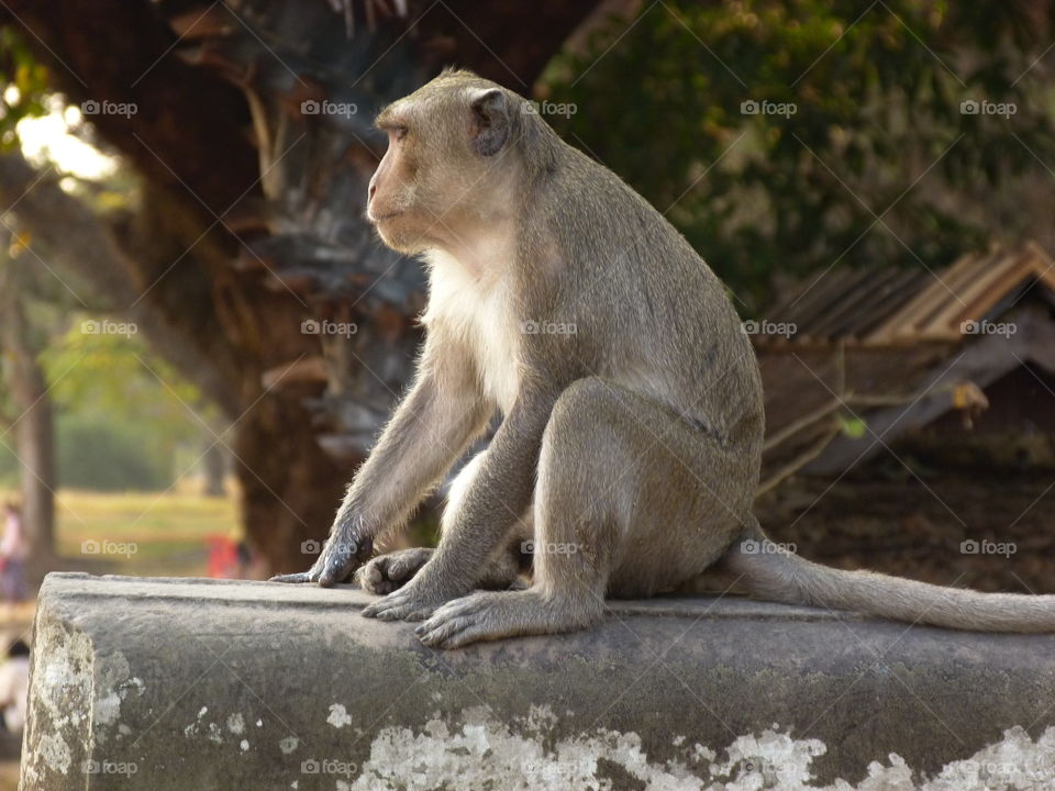 Temple monkey in Cambodia
