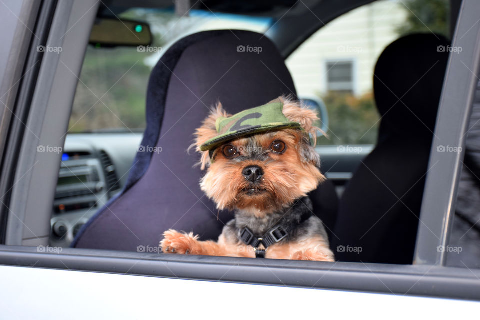 Little dog in car
