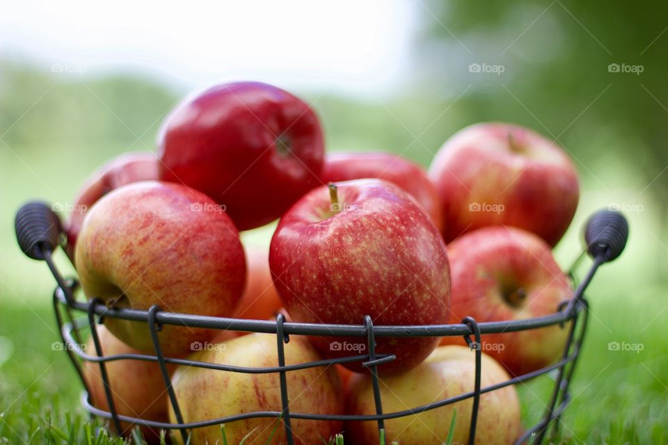 Fruits! - Apples in a wire basket on the grass against a background of blurred trees