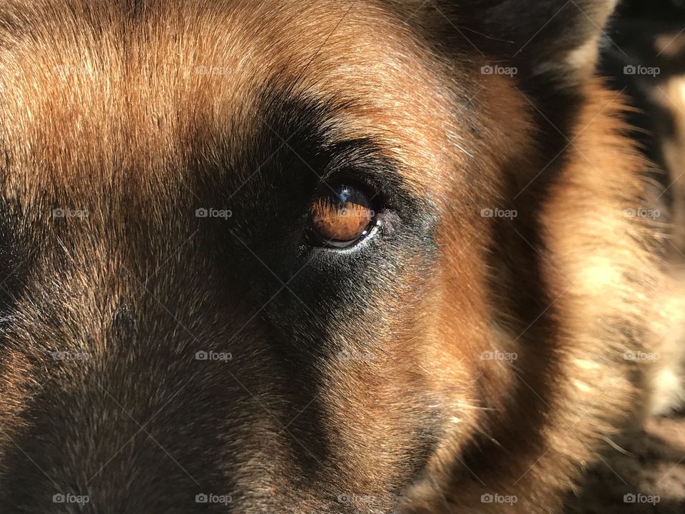 Big dog German Shepherd inner eye