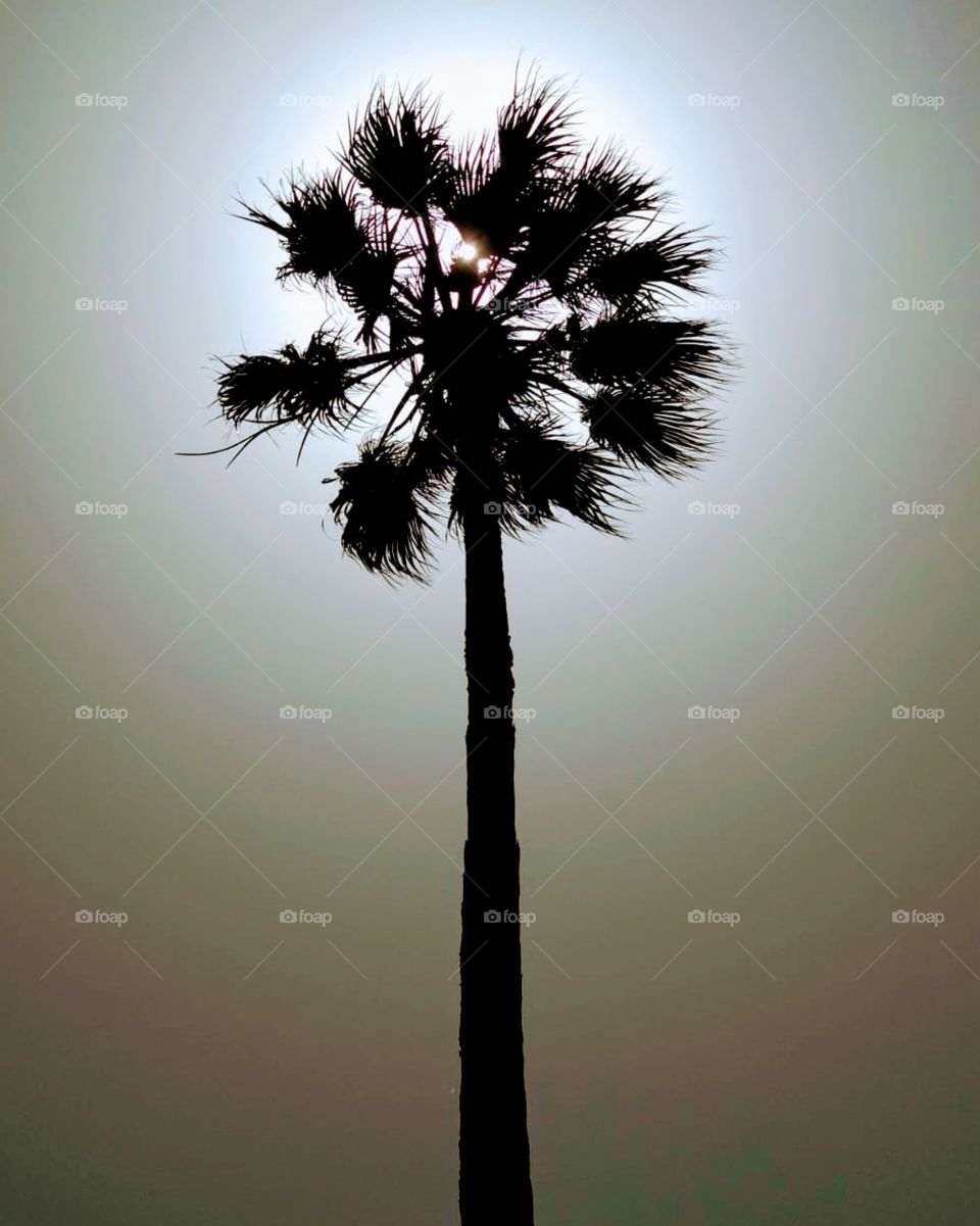 palm