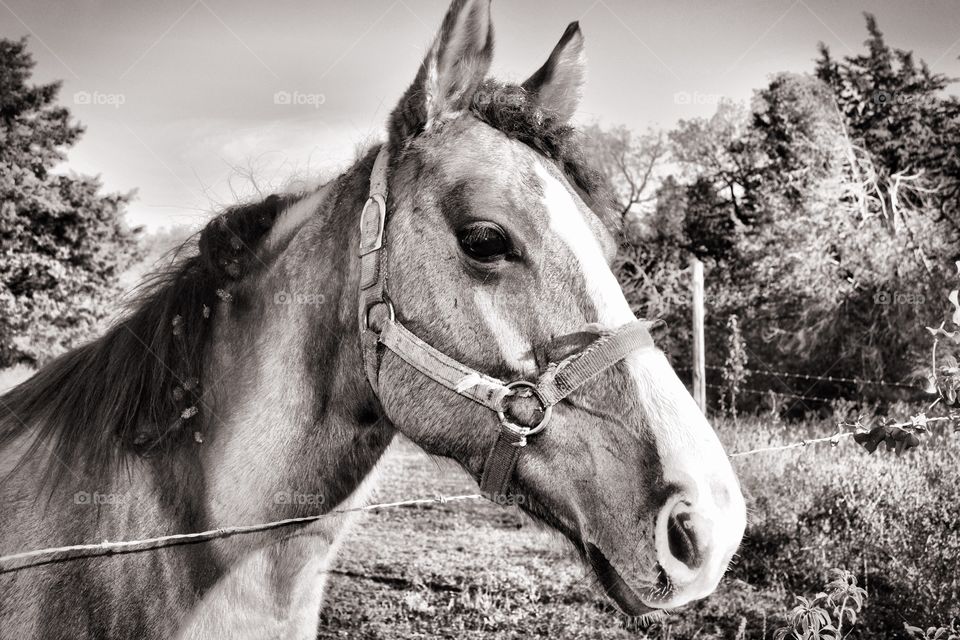 Horse portrait done in black and white