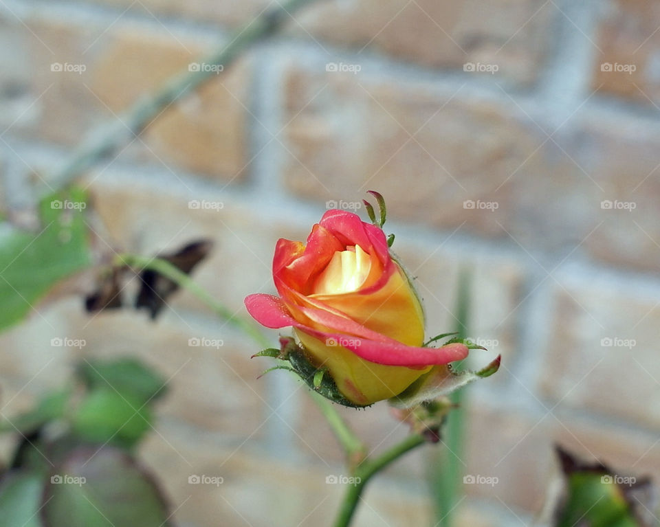 Orange red and yellow rose bud 
