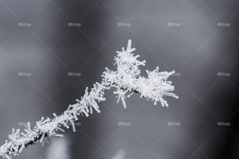 Very thin wintry tree branch covered in ice crystals