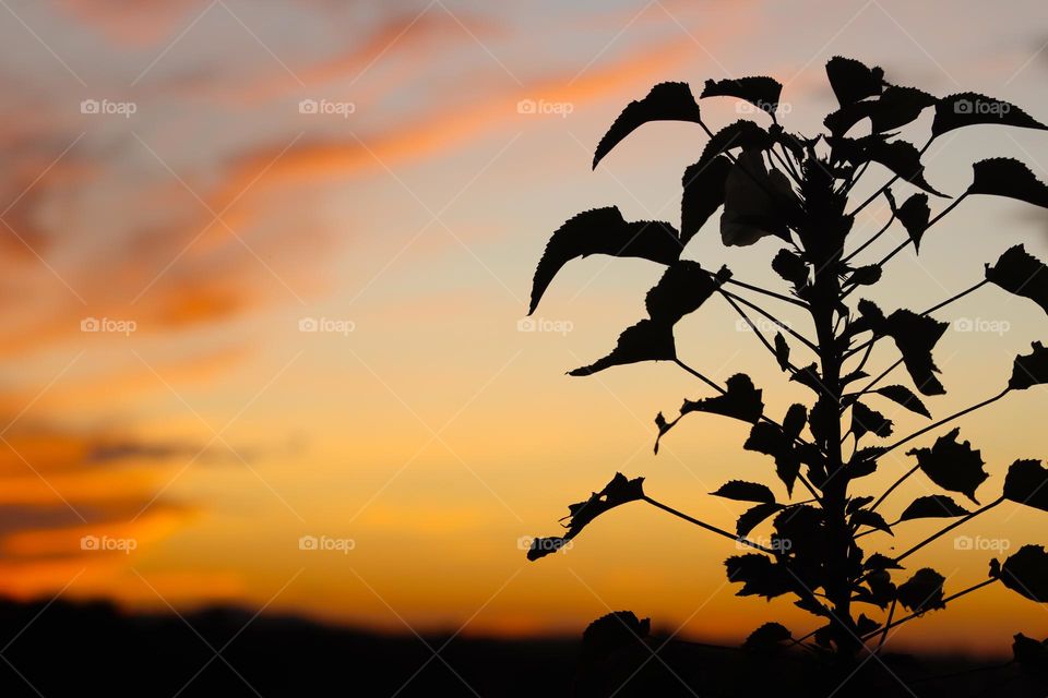 Silhouette of a tree with leaves and a beautiful background of sunset