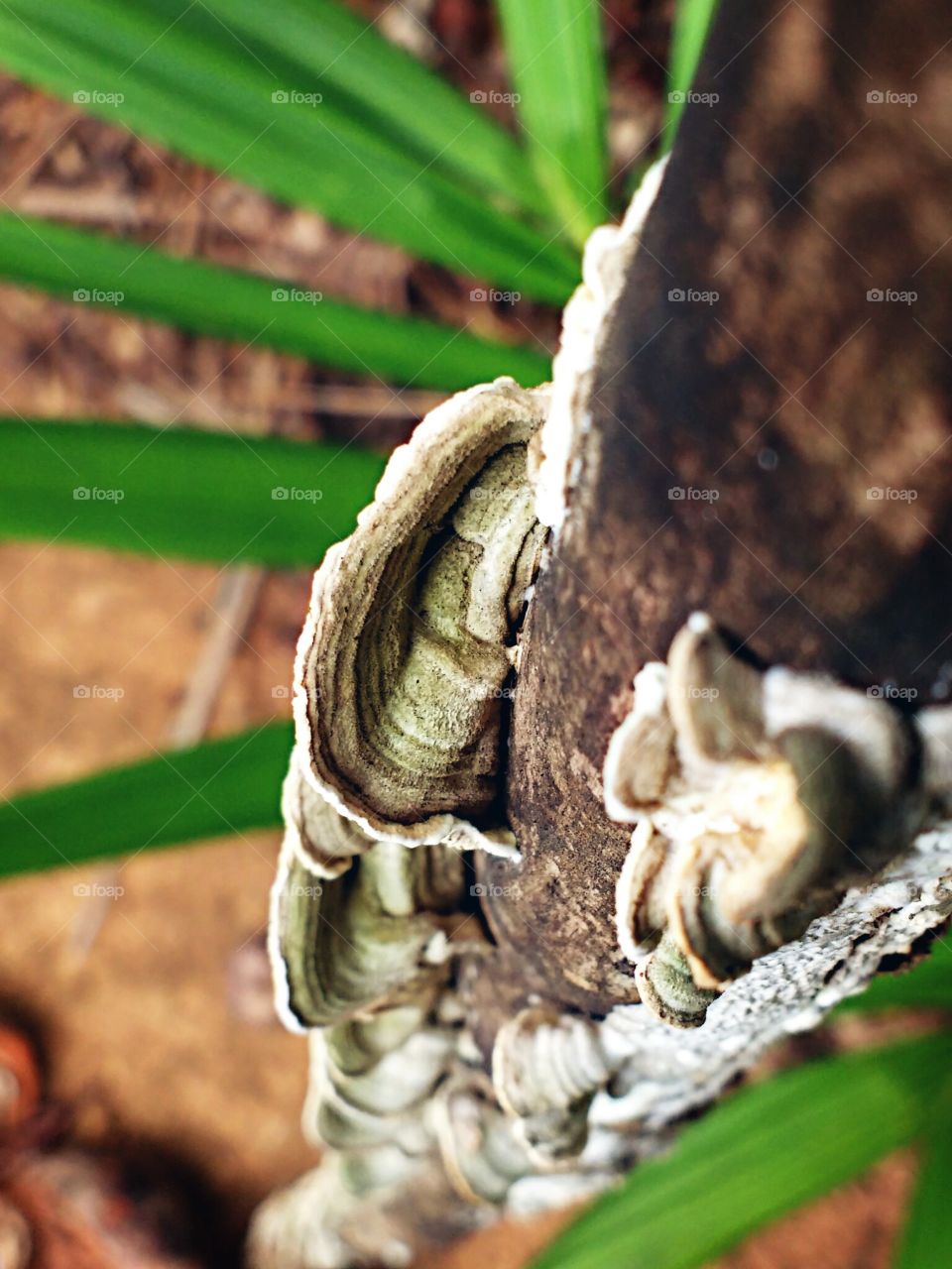 fungus