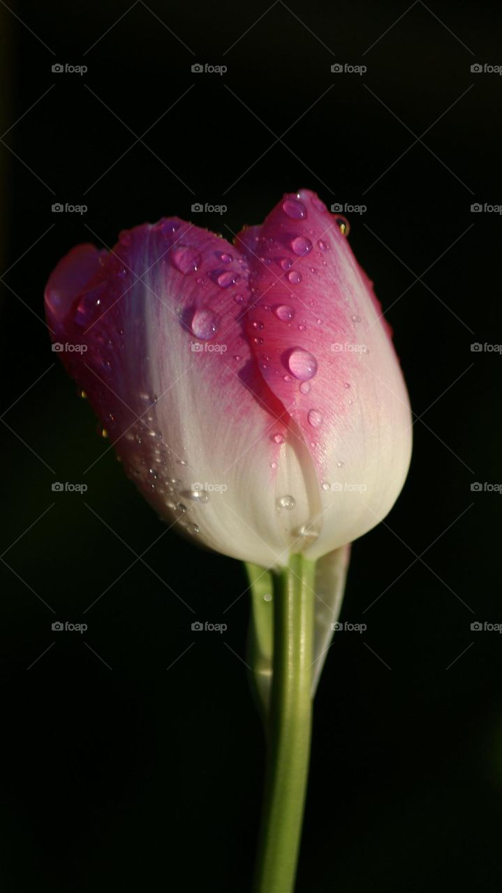 tulip