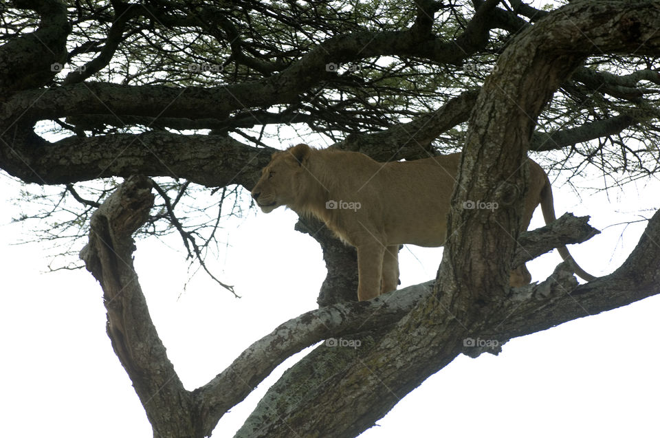 Lion climbed a tree to seek chelter for the rain in serengetti national park in Tanzania.
