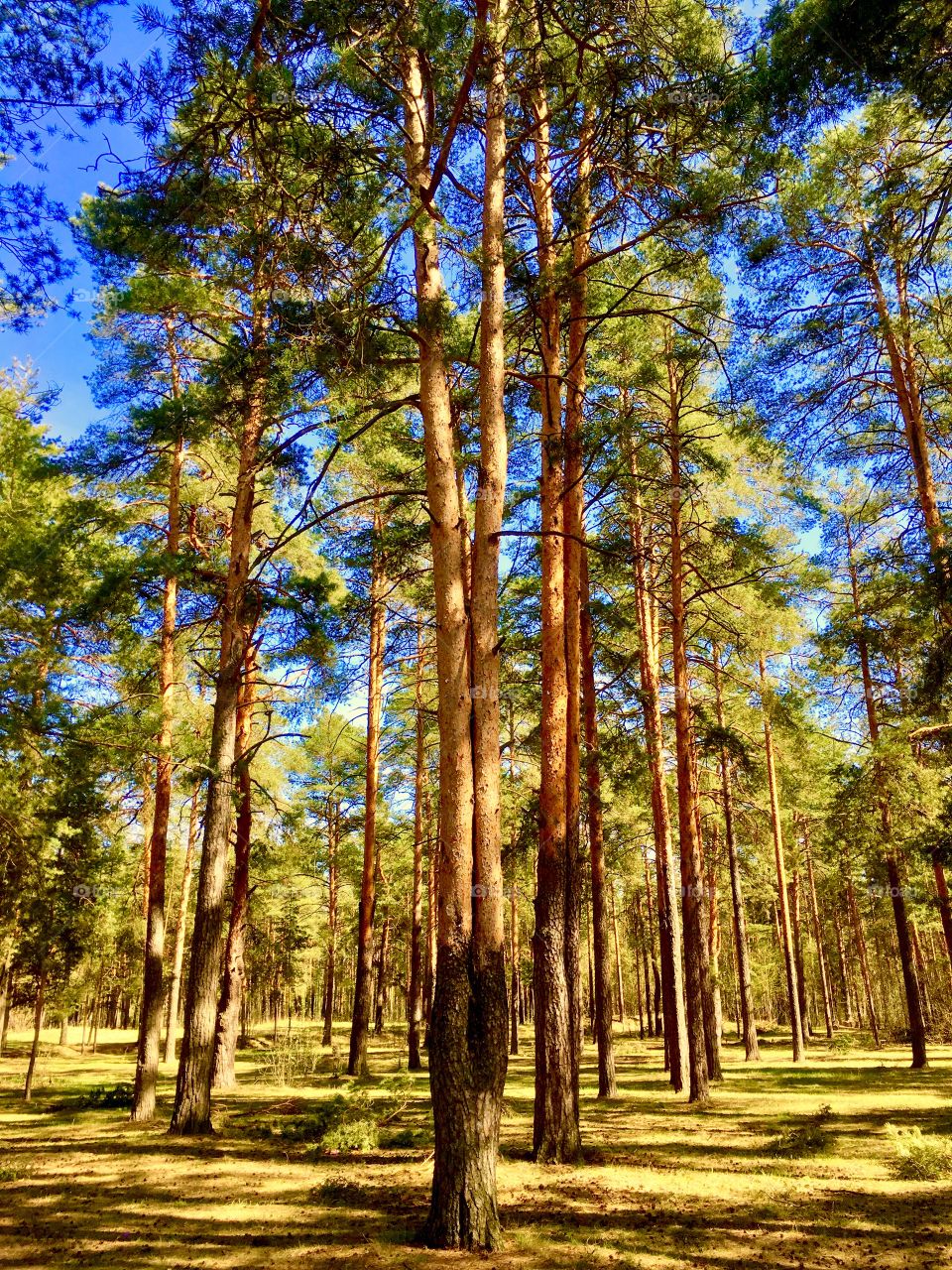 a sunny day in a spring forest