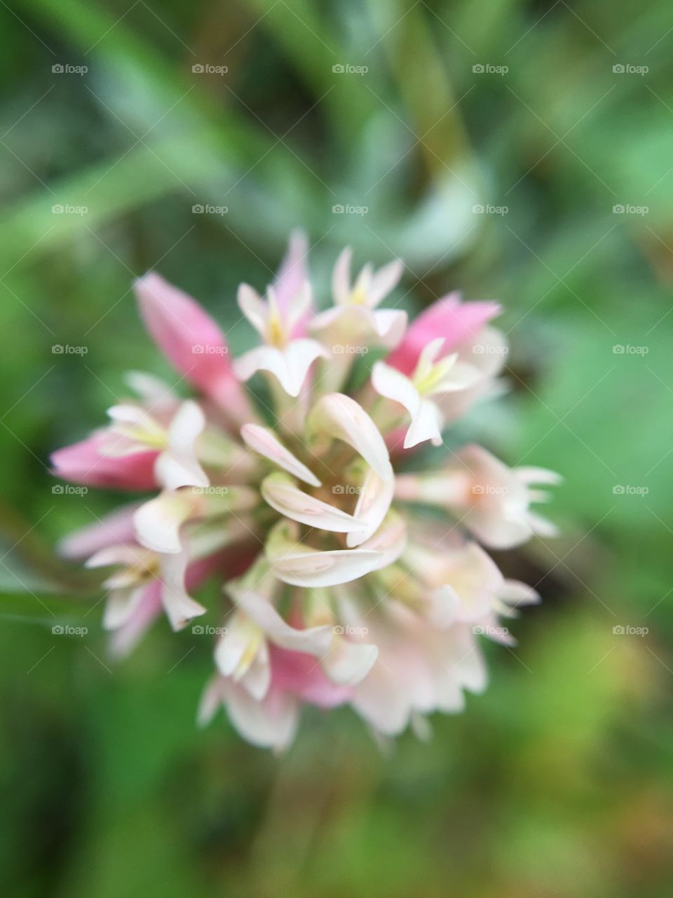 Close up of bloom 