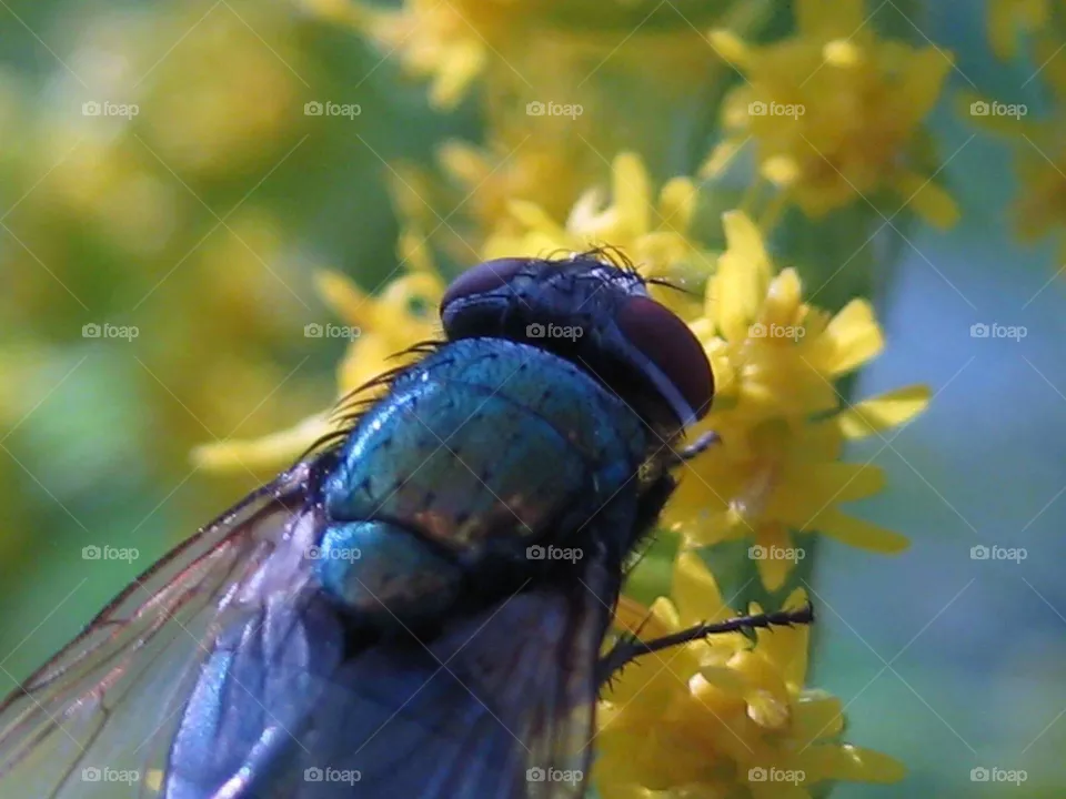 fly