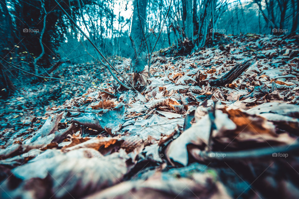 Fall/Autumn Leaves In The Forest
