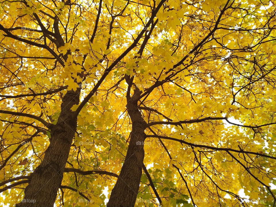Two Bright Yellow Trees