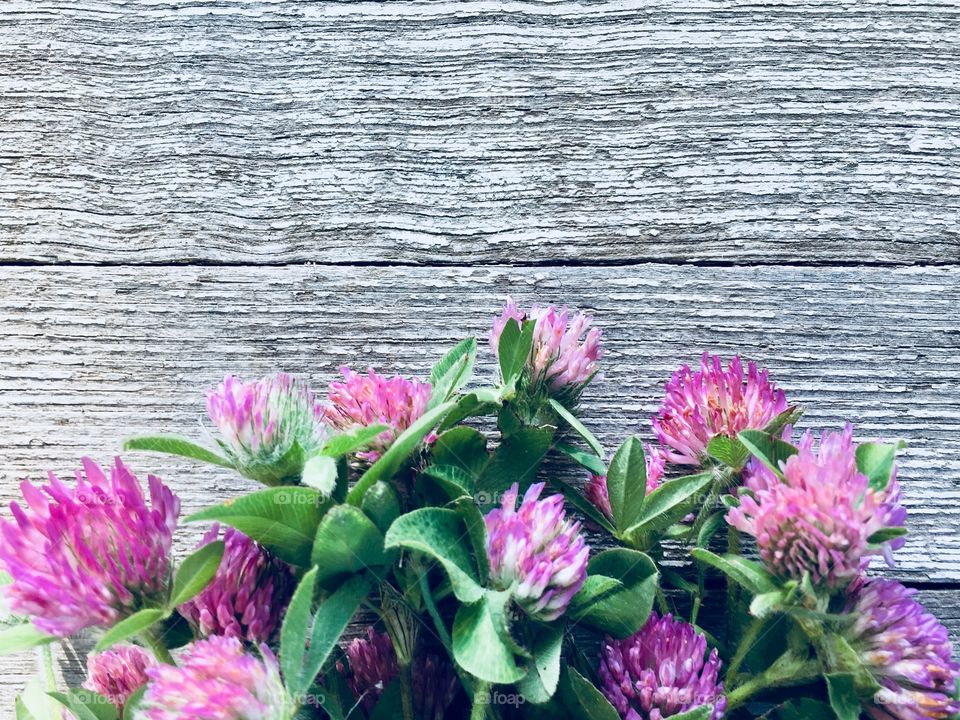 Closeup flat lay of red clover on a weathered wooden surface 
