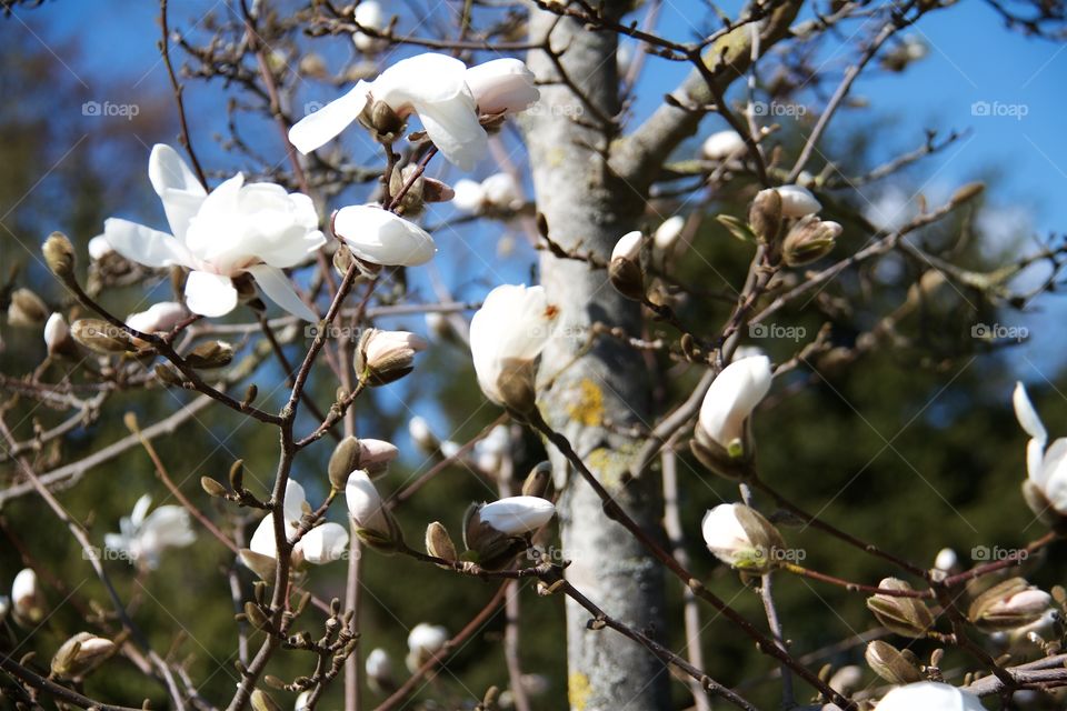 Magnolia kobus flowers on tree