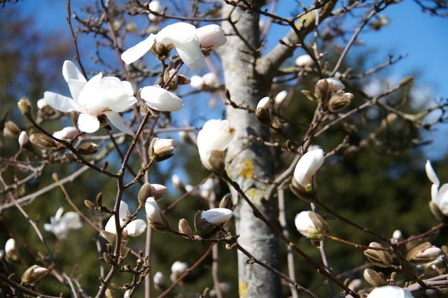 Magnolia kobus flowers on tree