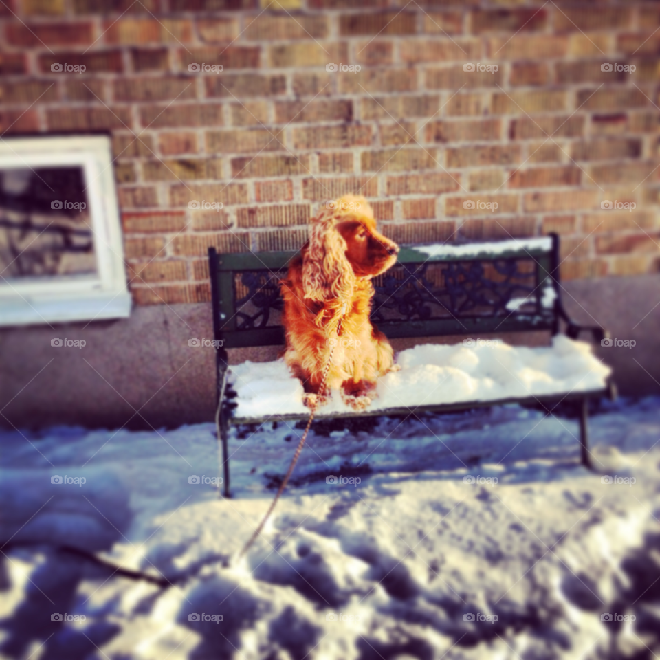 dog resting snow. winter by liselott