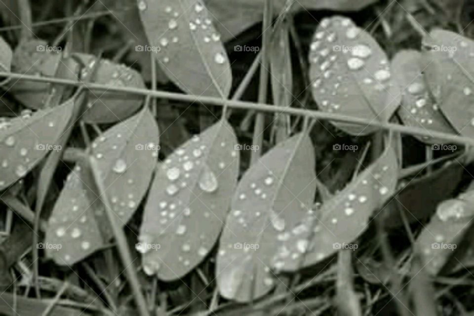droplets . water droplets collecting on leaves