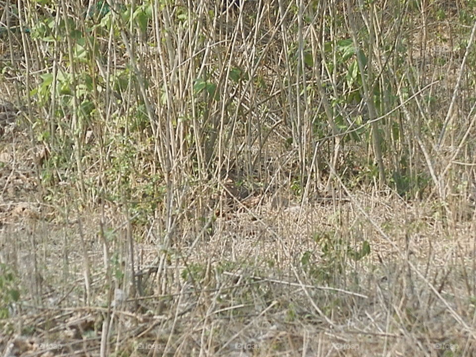 Nature, Grass, Flora, Outdoors, Environment