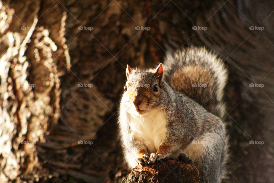 grey animal squirrel close up by bradman