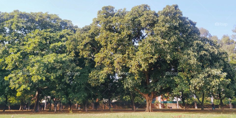 A WIDE Group OF TREES