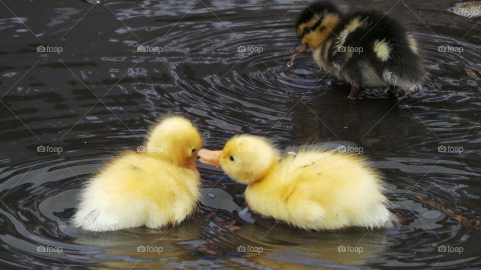 Ducklings
wild mallard /
Anas platyrhynchos
The domestic duck, like other poultry species.
Mallards live in wetlands, eat water plants and small animals, and are social animals preferring to congregate in groups or flocks of varying sizes. This species is the main ancestor of most breeds of domesticated ducks.