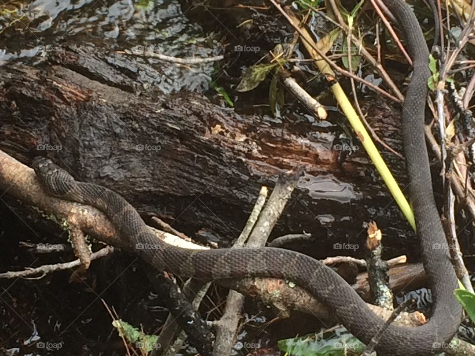 Water snake 